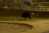На Оболоні посеред парку гуляв дикий кабан (відео)
