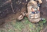 На фронті з'явилися рідкісні тварини, яких десятиліттями не бачили в Україні: пояснення екологів