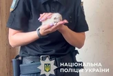 Поліція та зоопатруль провели рятувальну операцію для котів у Києві