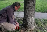 Каштани у парку «Перемога» отримали захист від агресивного шкідника