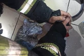 Пожежа на Воскресенському проспекті: рятувальники винесли з вогню чоловіка та кота (фото)