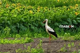 Неділя принесе українцям дощі та грози: погода на 12 липня 2026