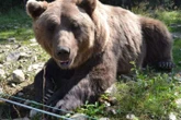 У Росії ведмідь загриз підлітка під час туристичної мандрівки