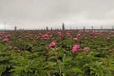 На Буковині розквітло мальовниче поле півоній (фото, відео)