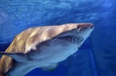 États-Unis : il sauve une fillette d’une attaque de requin mais risque l’expulsion