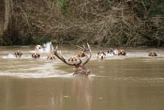 « L’Indien » tué lors d’une chasse à courre : il ne resterait que deux grands cerfs en forêt de Laigue