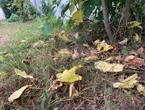 Pourquoi les feuilles tombent déjà des arbres