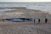 Séisme dans le Pacifique : désorientées par le bruit sous-marin, quatre baleines retrouvées mortes sur une plage du Japon