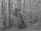 L’ourse Claverina, relâchée dans les Pyrénées en 2018, a donné naissance à un petit ourson
