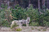 Alpes-Maritimes : les tirs contre les loups suspendus pour six propriétaires de troupeaux