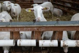 Une vidéo « particulièrement explicite » : un lycéen soupçonné de zoophilie sur une brebis, le parquet de Digne-les-Bains ouvre une enquête