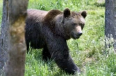 Pologne : une femme de 58 ans tuée par un ours