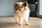 Le plus vieux chien du monde est mort en Haute-Savoie
