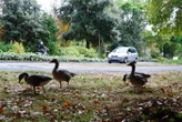 « Ce sont les reines du parc » : à La Rochelle, prière de laisser la priorité aux oies !