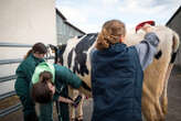 Salon de l’agriculture : massage de la croupe et poil brillant, ils bichonnent Sabine, leur vache de concours