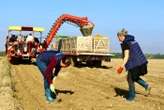« Ça fait mal au dos, mais c’est pour la bonne cause » : des pommes de terre glanées au profit du Secours populaire