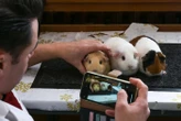 « L’un des cas les plus bouleversants jamais vus » : 400 cochons d’Inde retrouvés abandonnés dans une maison insalubre