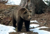 « Ses jours ne sont pas en danger » : une femme survit à l’attaque d’un ours brun en Alaska