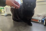 « L’identification sauve des vies » : le chat Doudou retrouvé par sa famille cinq ans après sa disparition