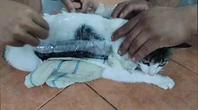 De la marijuana attachée sur son dos… Un chat passeur de drogue intercepté dans une prison au Costa Rica