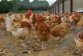 A Châlons-en-Champagne, une grande vente pour sauver 1 600 poules de l’abattoir