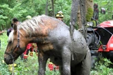Deux semaines après son sauvetage spectaculaire dans le Loiret, Éros, le colosse d’une tonne, va « comme si de rien n’était »