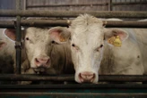Un troupeau de vaches prend la fuite et termine sa course au deuxième étage d’un hôpital en Allemagne