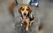 Chien des douanes attaqué à l’aéroport : le beagle Freddy victime d’un coup de pied après avoir flairé une valise