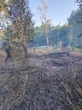 « Un acte gratuit et totalement irresponsable » : à Yerres, 2 000 m2 de forêt ravagés dans un incendie