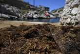 « On est complètement dépassé » : les plages d’Andalousie submergées par des milliers de tonnes d’algues « envahissantes »