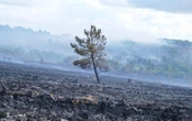 Incendies : nord de la France, sites industriels... de nouvelles zones à risque