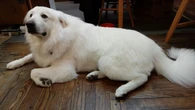 Un petit garçon de 2 ans marche 11 km dans le désert de l’Arizona avant d’être secouru par un chien de berger