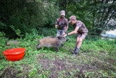 « Sauvons Louloutte » : cette famille de chasseurs du Doubs a recueilli un marcassin et l’a sauvé de l’abattoir
