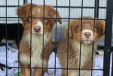 32 chiens morts de faim découverts dans une ferme en Espagne
