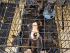 Élevage clandestin : six chiens maltraités et vendus illégalement sur Leboncoin saisis à Savigny-sur-Orge