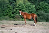 Seize chevaux en détresse exfiltrés d’un élevage en Mayenne