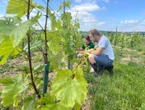 «Ce blanc a une bonne teneur en bouche»: après 883 ans d’absence, ce village de l’Oise redevient producteur de vin