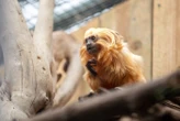 « On ne sait pas ce qu’elle a vécu » : un des 17 singes volés en 2015 revient au ZooParc de Beauval