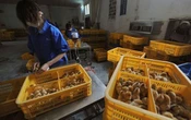 Grippe aviaire : la Chine annonce le premier cas humain de H10N3