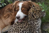 L’incroyable complicité entre Eiko, la petite panthère orpheline, et Ulysse, le chien, dans un parc des Pyrénées-Orientales