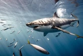 « Il a perdu beaucoup de sang » : un garçon de 8 ans dans un état grave suite à une morsure de requin en Floride
