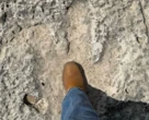 Des empreintes de dinosaures datant de 115 millions d’années découvertes grâce aux inondations au Texas