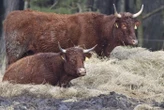 Changement climatique : trésor fromager emblématique du Cantal, le Salers est en danger