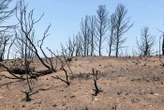 « On est dans une situation de vigilance extrême » : l’Aude redoute une reprise du gigantesque incendie ce week-end