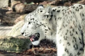Intelligence artificielle : comment WWF tente de protéger les panthères des neiges au Pakistan