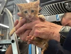 Mennecy : un chaton survit miraculeusement à 450 km de voyage coincé dans le moteur d’une Peugeot