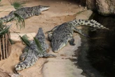 « Une exécution pure et simple » : Israël abat 200 crocodiles jugés dangereux dans une ferme de Cisjordanie
