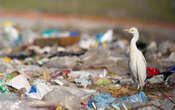 Du pôle Nord jusque dans le lait maternel, la pollution plastique est… partout ! 