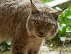 Strasbourg : une femme condamnée à de lourdes indemnités pour avoir tué un lynx à coups de bâton