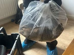 « Il fait presque la taille d’un petit chat » : un rat de plus de 56 centimètres de long retrouvé dans une maison au Royaume-Uni